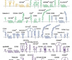 T Cell Surface, Simon Davis Lab Oxford