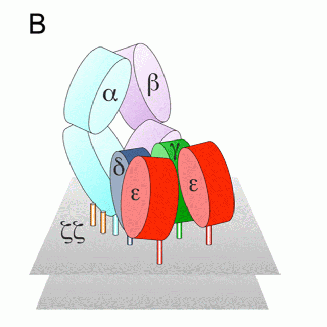 T cell receptors are structures capable of initiating signaling in the absence of large conformational rearrangements featured