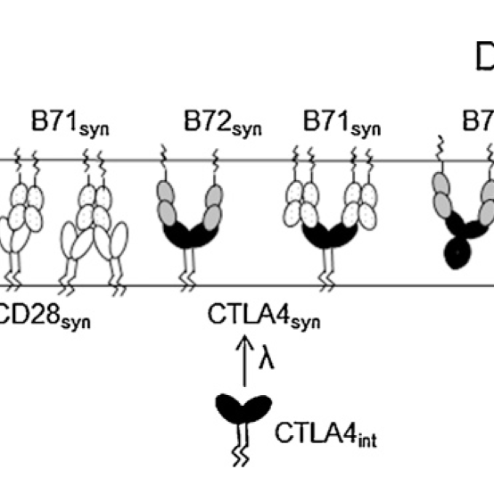 Quantitative analysis predicts the relative therapeutic efficacy of different forms of CTLA4Ig featured