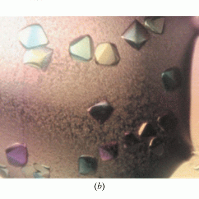 Use of the α-mannosidase I inhibitor kifunensine allows the crystallization of apo CTLA-4 homodimer produced in long-term cultures of Chinese hamster ovary cells featured