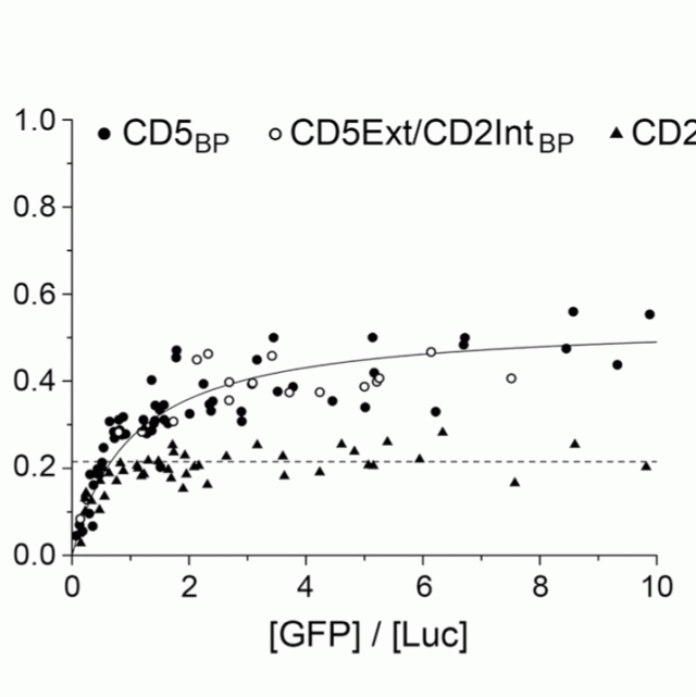 A new pathway of CD5 glycoprotein-mediated T cell inhibition dependent on inhibitory phosphorylation of Fyn kinase featured