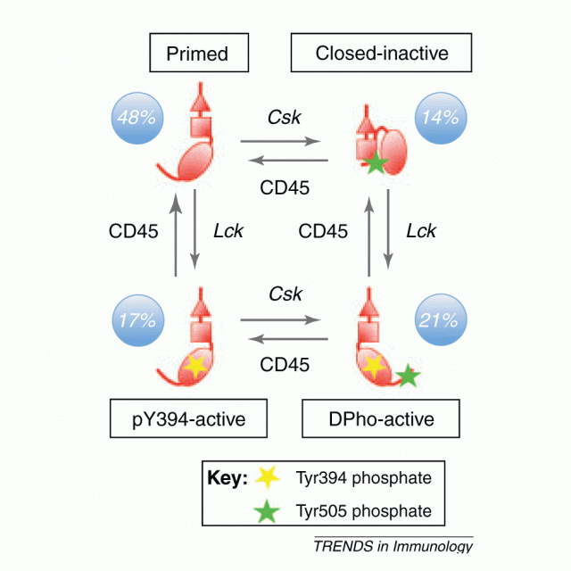 Lck and the nature of the T cell receptor trigger