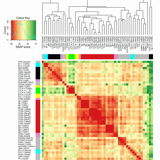 Rigid-body ligand recognition drives cytotoxic T-lymphocyte antigen 4 (CTLA-4) receptor triggering featured