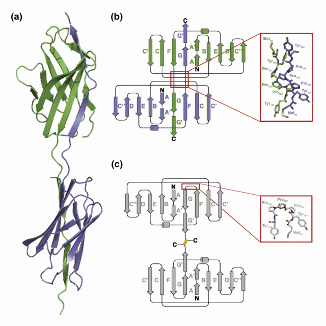 Domain metastability: a molecular basis for immunoglobulin deposition? featured