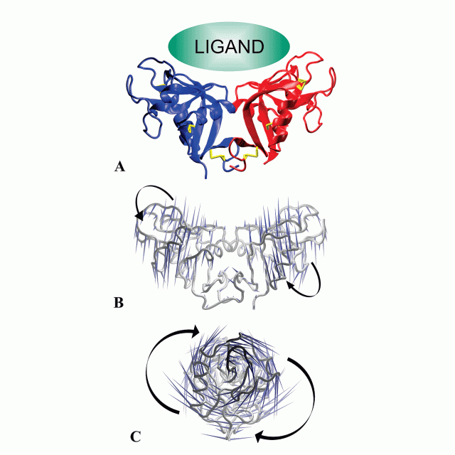 The platelet receptor CLEC-2 is active as a dimer featured
