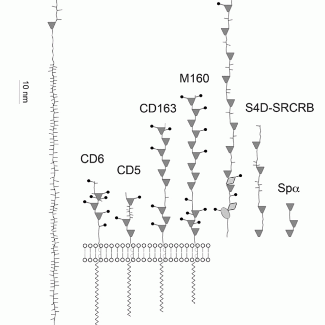Molecular cloning and analysis of SSc5D, a new member of the scavenger receptor cysteine-rich superfamily featured