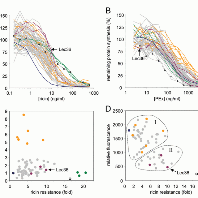 A human embryonic kidney 293T cell line mutated at the Golgi alpha-mannosidase II locus featured