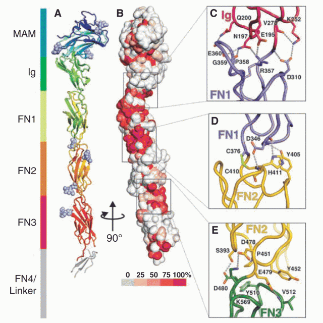 Structure of a tyrosine phosphatase adhesive interaction reveals a spacer-clamp mechanism featured
