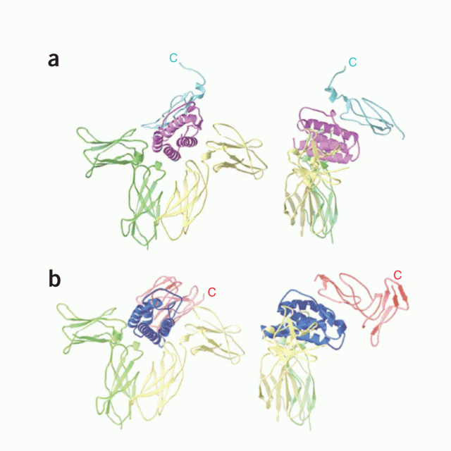 Crystal structure of the IL-15-IL-15Ralpha complex, a cytokine-receptor unit presented in trans