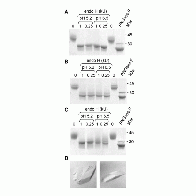 Glycoprotein structural genomics: solving the glycosylation problem featured
