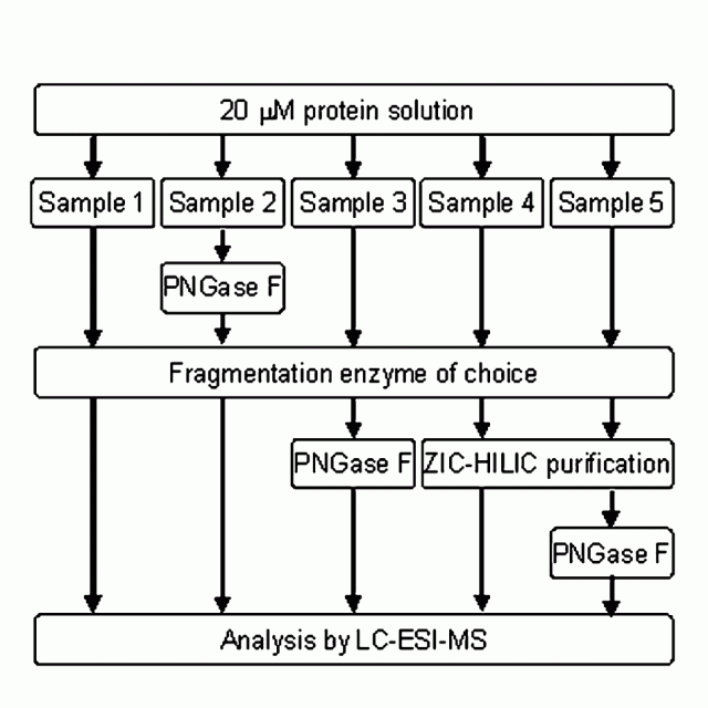 Analysis of variable N-glycosylation site occupancy in glycoproteins by liquid chromatography electrospray ionization mass spectrometry