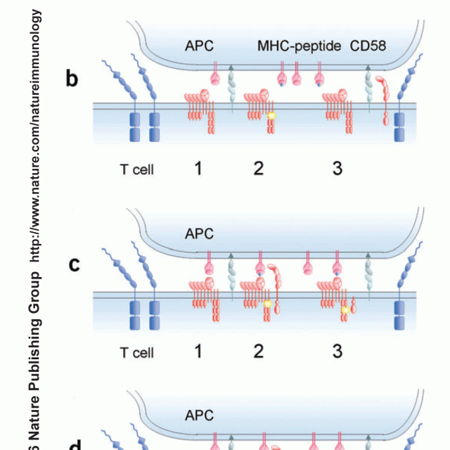 The kinetic-segregation model: TCR triggering and beyond featured