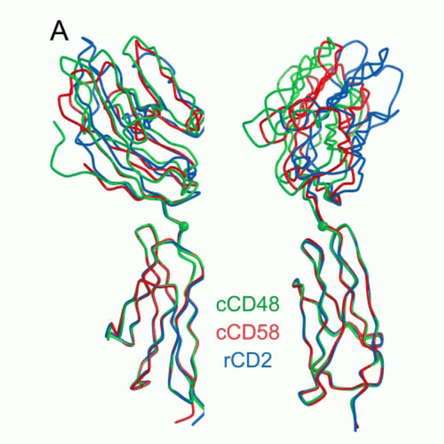 Crystal structure and binding properties of the CD2 and CD244 (2B4)-binding protein, CD48 featured