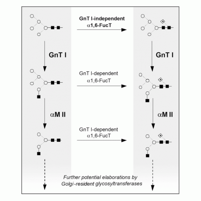 Inhibition of hybrid- and complex-type glycosylation reveals the presence of the GlcNAc transferase I-independent fucosylation pathway