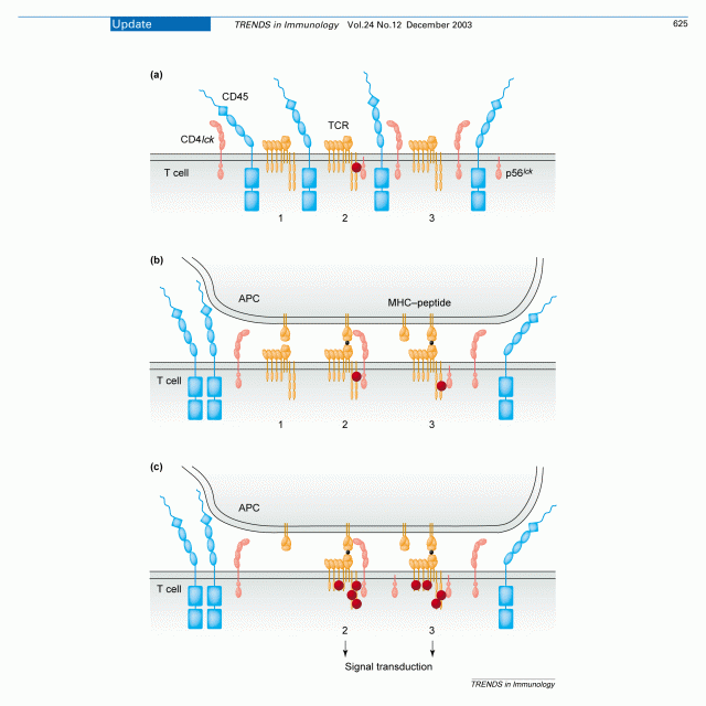 TCR triggering: co-receptor-dependent or -independent?
