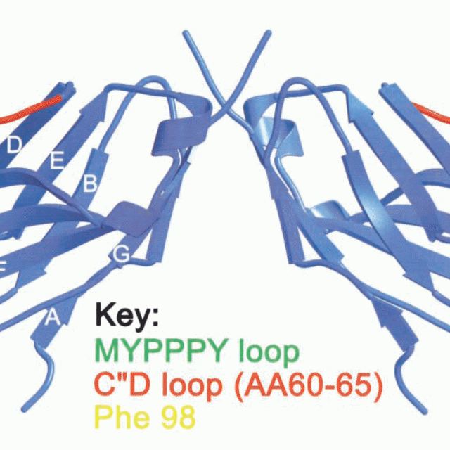 Topological requirements and signaling properties of T cell-activating, anti-CD28 antibody superagonists featured