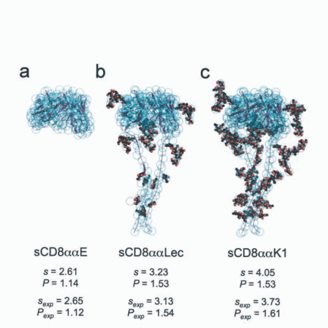 O-glycan sialylation and the structure of the stalk-like region of the T cell co-receptor CD8 featured