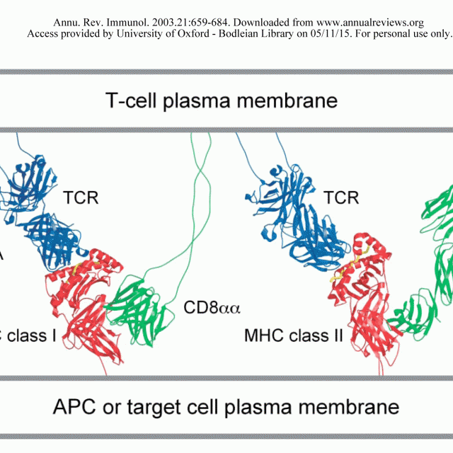 Molecular interactions mediating T cell antigen recognition featured