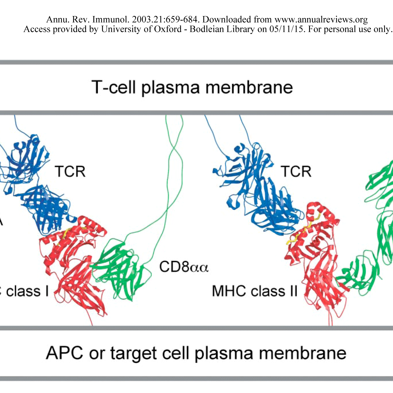 Molecular interactions mediating T cell antigen recognition | Davis Lab ...