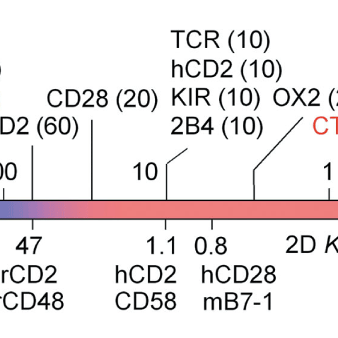 The nature of molecular recognition by T cells featured