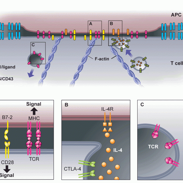 Immunology. The immunological synapse – a multitasking system featured