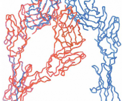 Crystal-structure-of-a-soluble-CD28-Fab-complex-feature-image Protein structure and interactions, simon davis lab oxford