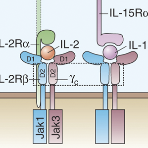 KS Model, Simon Davis Lab, Oxford