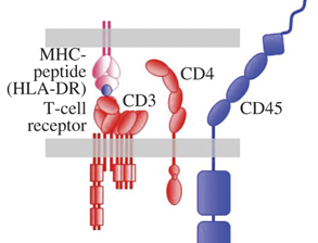 Imaging-the-cell-surface-and-its-organization-down-to-the-level-of-single-molecules-feature-image BRET & GPCRs, Simon Davis Lab