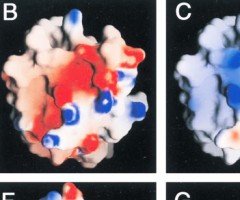 Protein Structure and Interactions, Davis Lab, Oxford