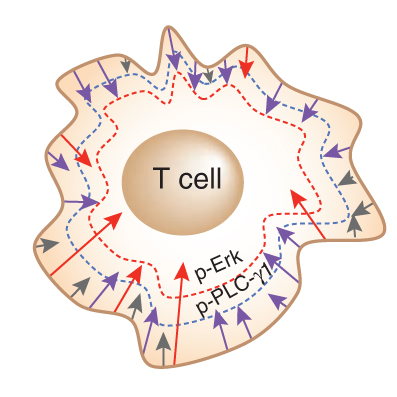 TCR-signaling–the-barrier-within-feature-image TCR signaling: the barrier within