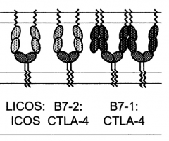 The-interaction-properties-of-costimulatory-molecules-revisited-feature-image Protein structure and interactions simon davis lab oxford