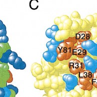 The-role-of-charged-residues-mediating-low-affinity-protein-protein-recognition-at-the-cell-surface-by-CD2-feature-image T-Cell Surface, Simon Davis Lab