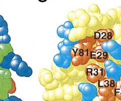 The-role-of-charged-residues-mediating-low-affinity-protein-protein-recognition-at-the-cell-surface-by-CD2-feature-image T-Cell Surface, Simon Davis Lab