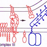 The-structure-and-ligand-interactions-of-CD2–implications-for-T-cell-function Protein Structure and Interactions, Simon Davis Lab