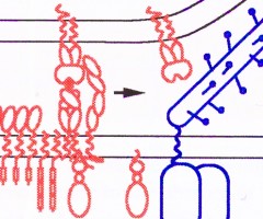 The-structure-and-ligand-interactions-of-CD2–implications-for-T-cell-function Protein Structure and Interactions, Simon Davis Lab