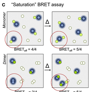 BRET and GPCRs, Simon Davis Lab, Oxford